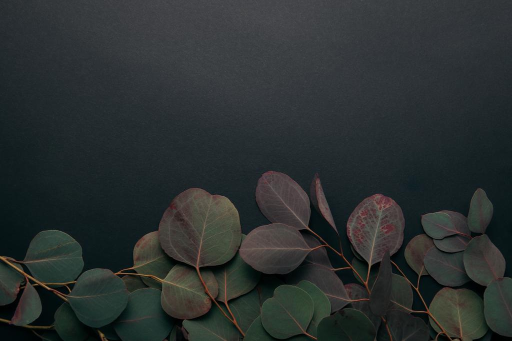 Ansicht von Eukalyptuszweigen auf Schwarz mit Kopierraum - Foto, Bild