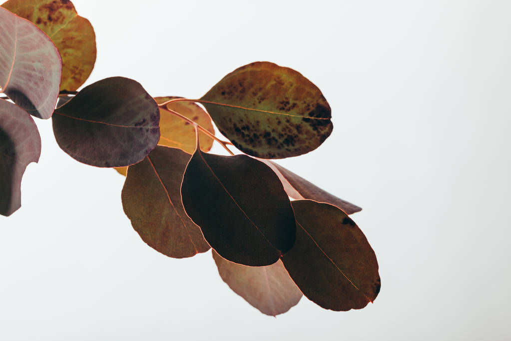 Close-up van donkere eucalyptus tak geïsoleerd op wit - Foto, afbeelding