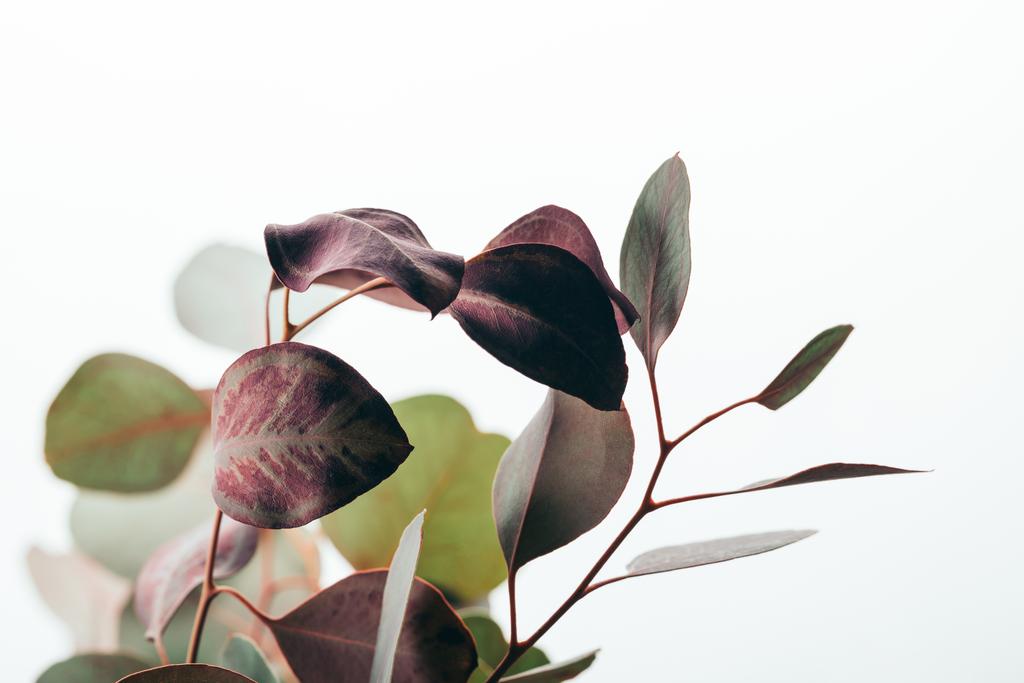 close up of decorative eucalyptus branches isolated on white - Photo, Image