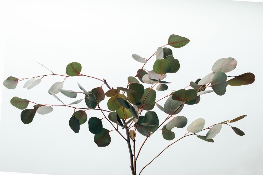 decoratieve groene eucalyptus takken geïsoleerd op wit - Foto, afbeelding