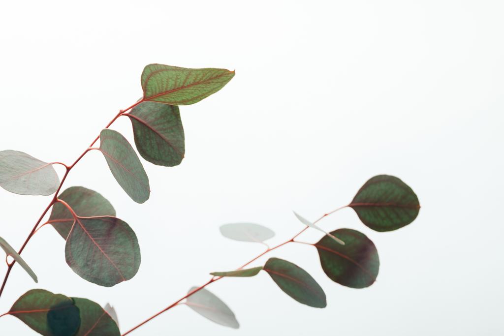 lähikuva vihreistä eukalyptuksen oksista, jotka on eristetty valkoisella
 - Valokuva, kuva