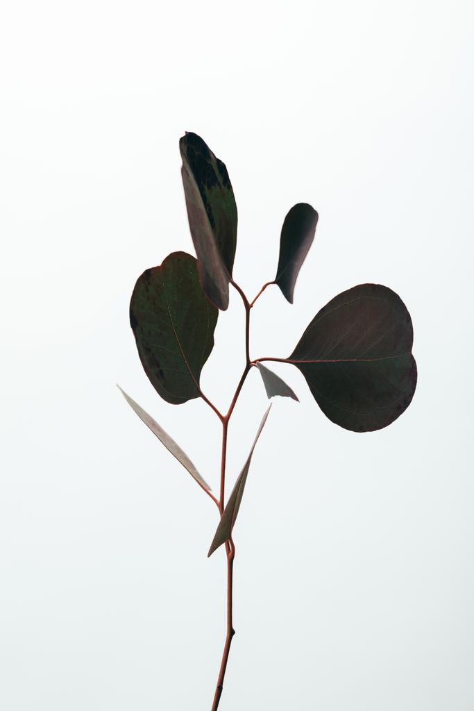 hojas de eucalipto decorativas verdes aisladas en blanco
 - Foto, Imagen