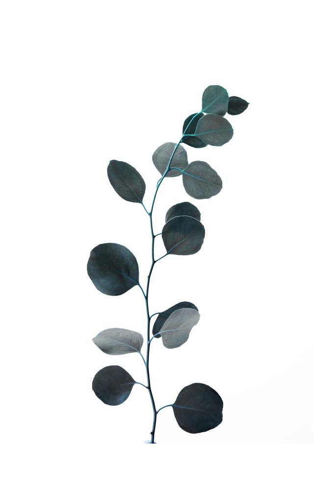groene decoratieve eucalyptus tak geïsoleerd op wit - Foto, afbeelding
