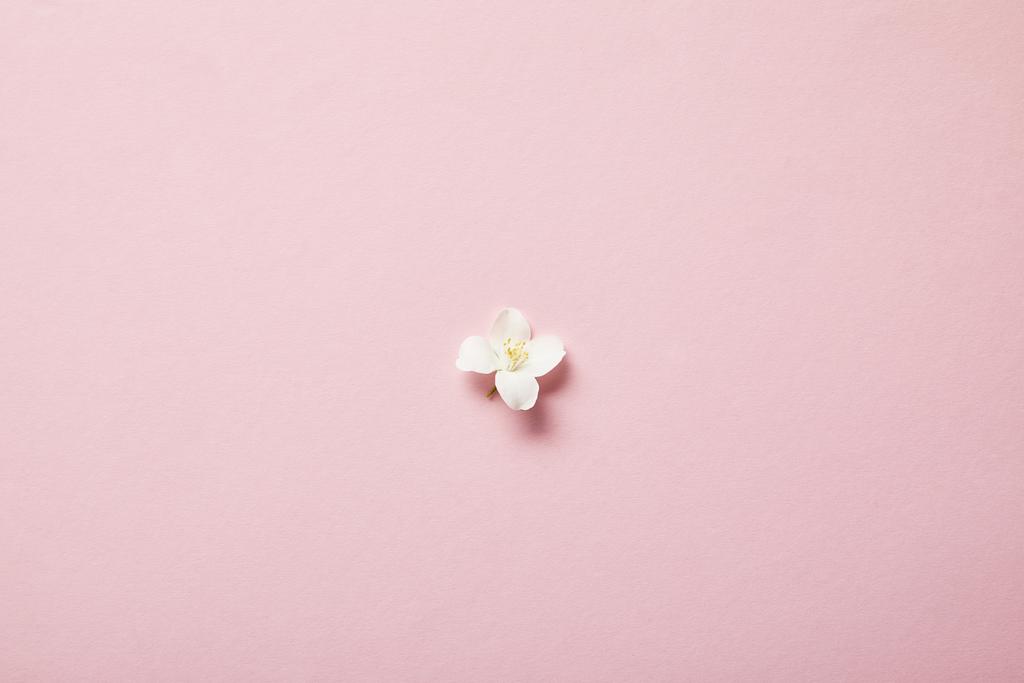 Widok z góry jednego kwiatu jaśminu na różowym  - Zdjęcie, obraz