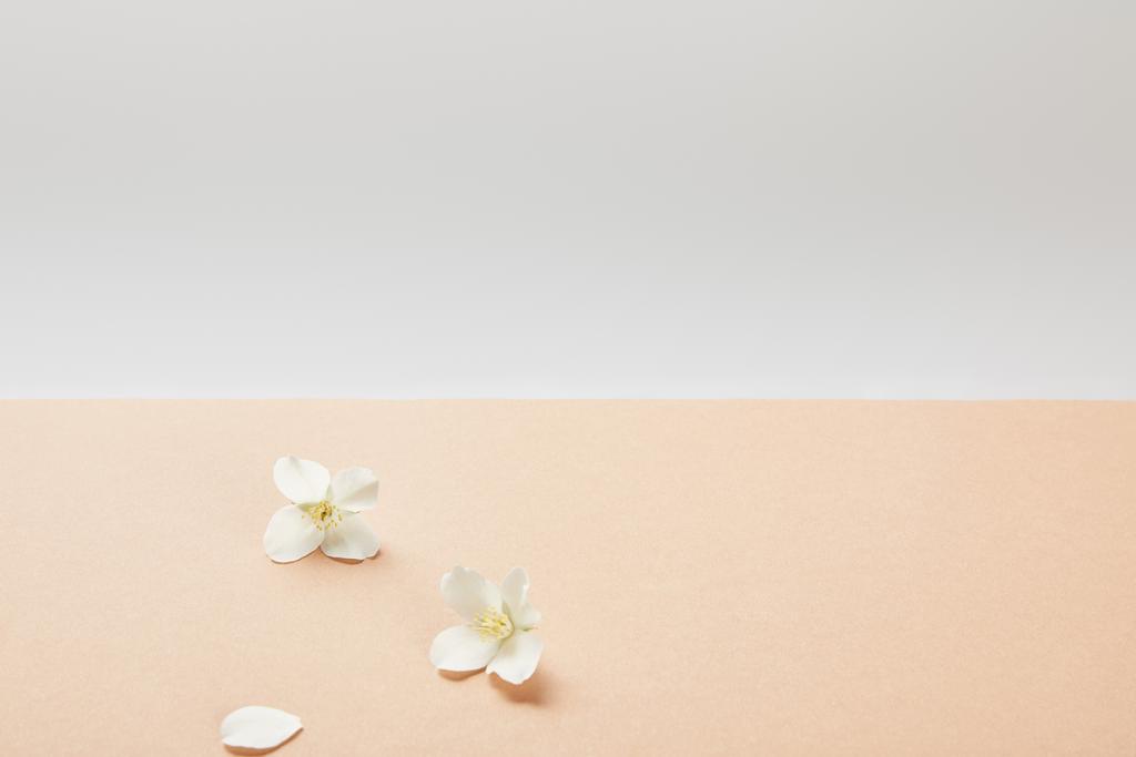 poucas flores brancas de jasmim em bege
  - Foto, Imagem