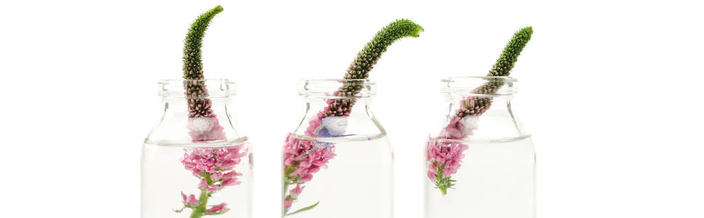 Panoramaaufnahme von Glasflaschen mit rosa Veronika-Blüten isoliert auf weiß  - Foto, Bild