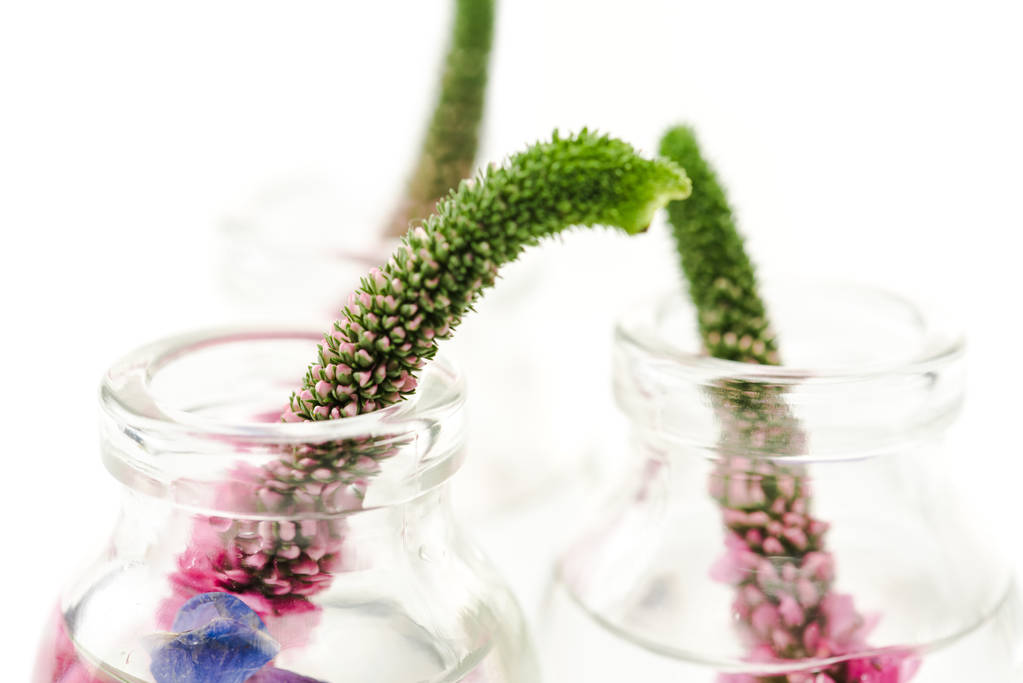 lähikuva lasipullojen Veronica kukkia eristetty valkoinen
  - Valokuva, kuva
