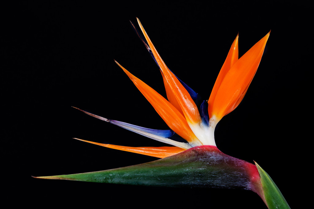 kwiaty rajskiego ptaka - Zdjęcie, obraz