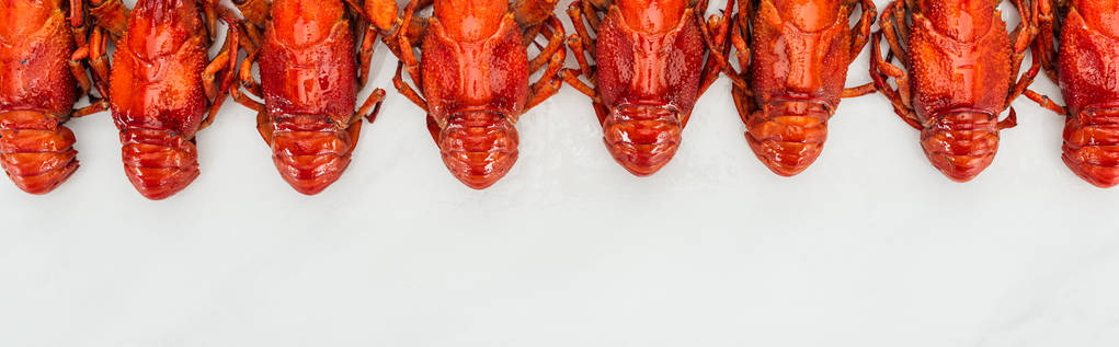 panoramic shot of red lobsters on white background - Photo, Image