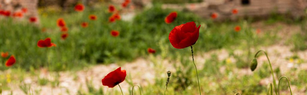 panoramic shot of green grass and red poppies in rome, italy - Photo, Image