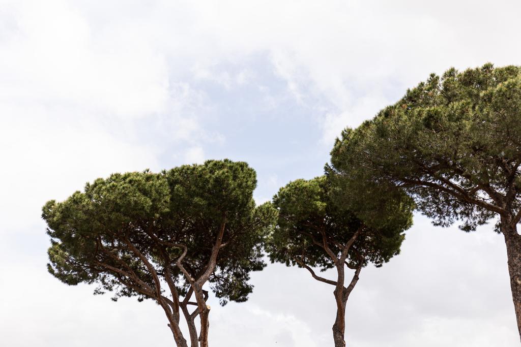 trees with green leaves under sky with clouds in rome, italy - Photo, Image