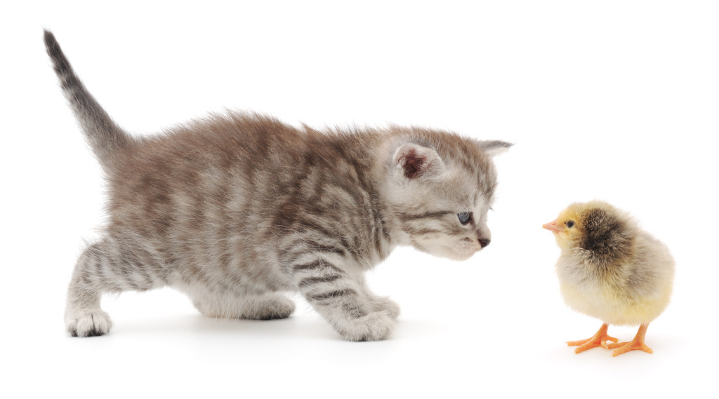 Kotek i noworodek pisklę - Zdjęcie, obraz