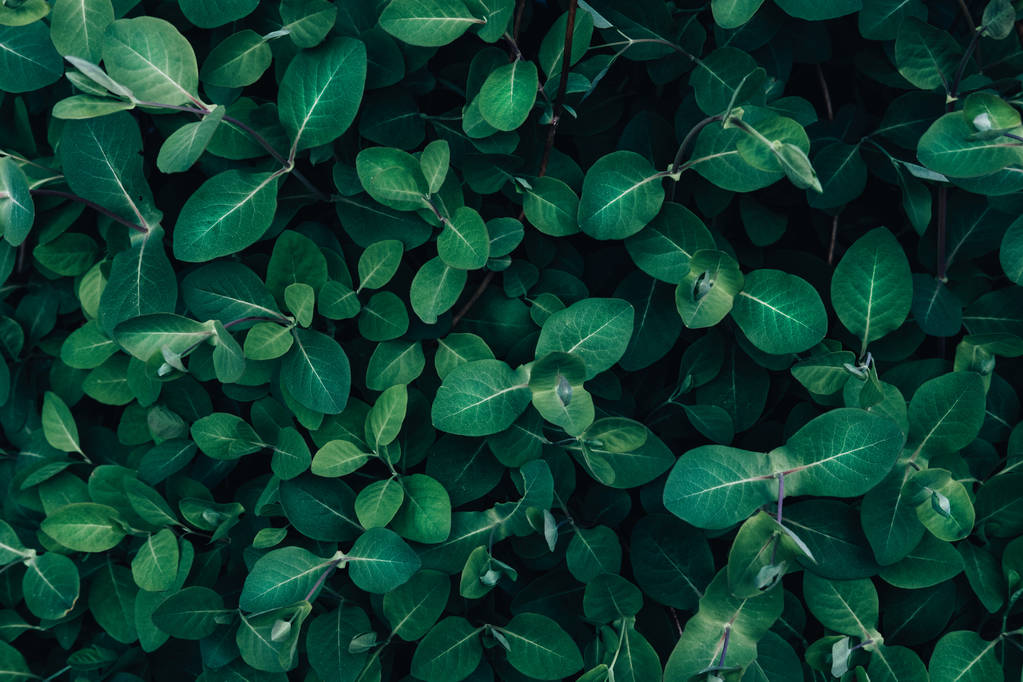 Ярко-зеленые листья вид сверху минималистичный фон
 - Фото, изображение