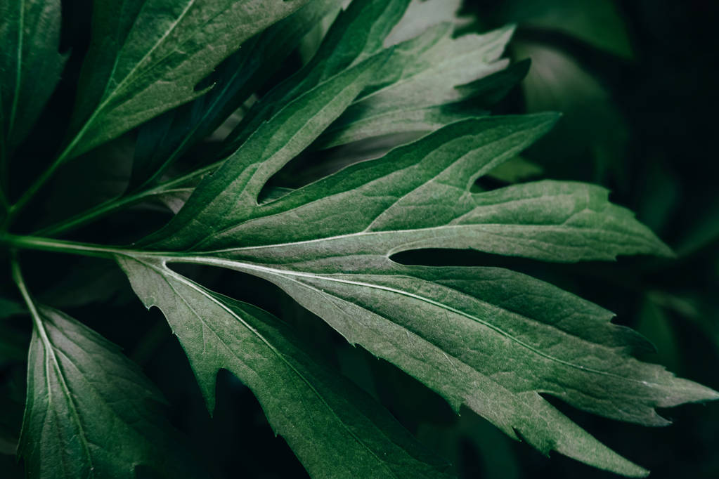 Luminose foglie verdi vista dall'alto sfondo minimalista
 - Foto, immagini