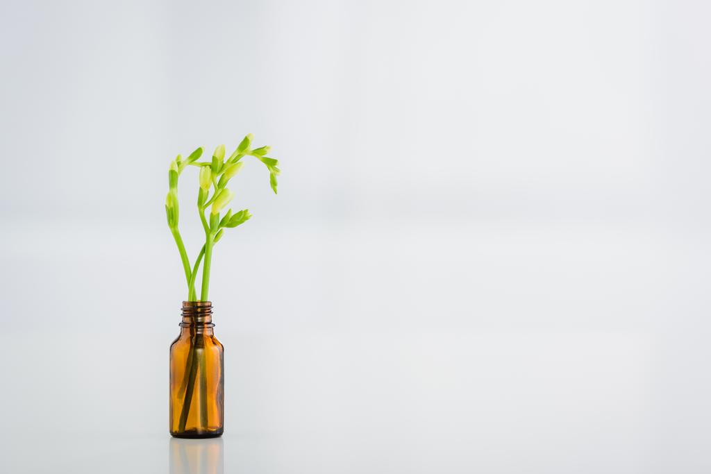 groene Freesia plant in glazen fles op witte achtergrond met Kopieer ruimte - Foto, afbeelding