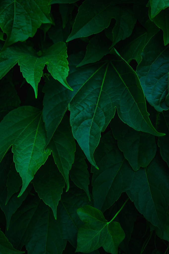 Friss zöld levelek, amelyek a falat. Természetes zöld háttér f - Fotó, kép