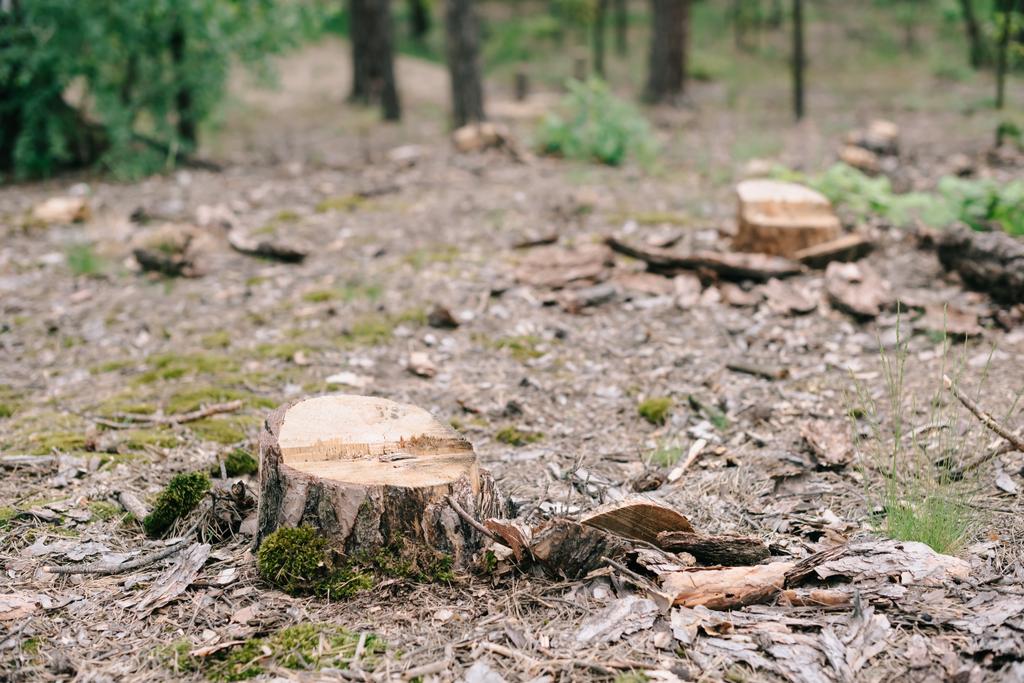suche pnie drewna z drzewa ciętego i zielonego mchu w lesie  - Zdjęcie, obraz