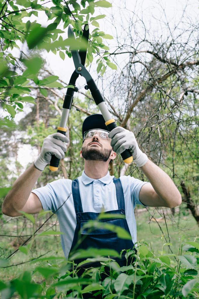 valikoiva painopiste tarkkaavainen puutarhuri suojalaseja ja korkki leikkaus pensaita trimmeri puistossa
 - Valokuva, kuva