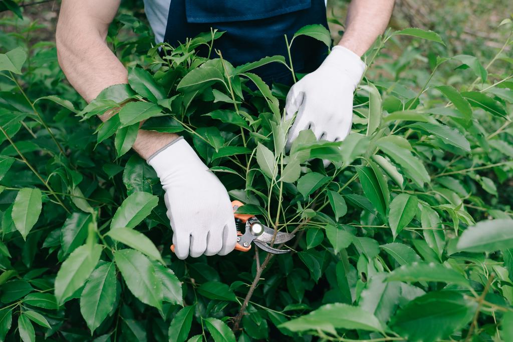 partial view of gardener in gloves pruning bush with trimmer in garden - Photo, Image