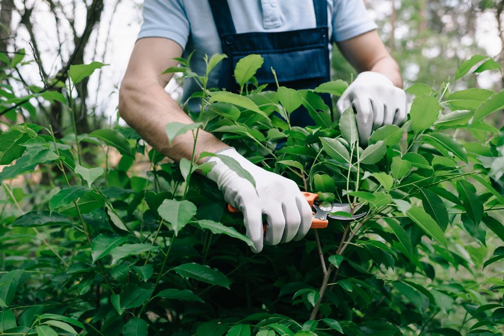 обрезанный вид садовника в перчатках обрезание куста с триммером в саду
 - Фото, изображение
