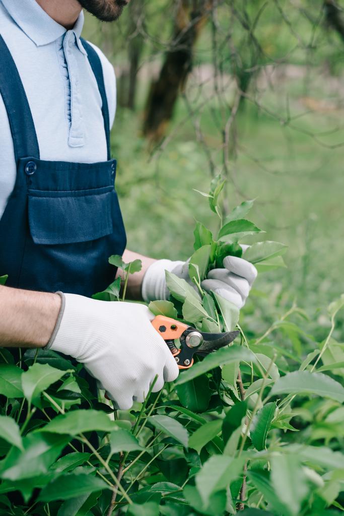 частичный вид садовника в комбинезоне и перчатках обрезка куста с обрезкой в саду
 - Фото, изображение