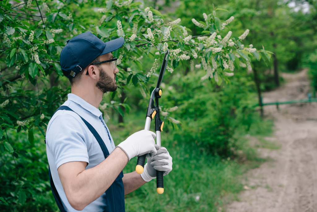 gardener in overalls, cap and gloves pruning trees with trimmer in park - Photo, Image