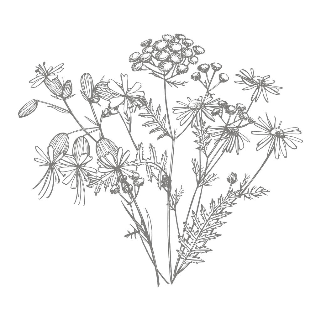 Tansy y Manzanilla. Ramo de flores y hierbas dibujadas a mano. Ilustración de plantas botánicas. Texto abstracto manuscrito fondo de pantalla
. - Foto, imagen