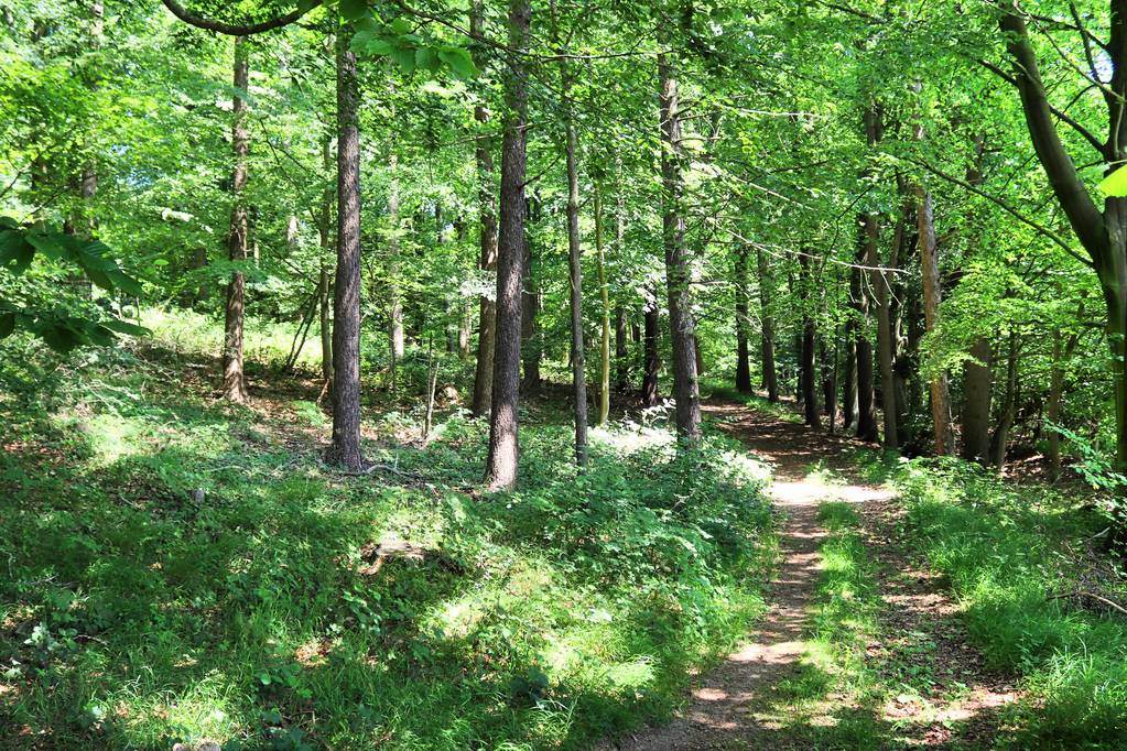 schöne Ausblicke in die grünen Wälder Nordeuropas mit etwas Sonnenlicht, das durch die Bäume scheint - Foto, Bild