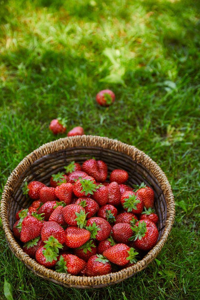 frische Erdbeeren im Weidenkorb auf grünem Gras - Foto, Bild