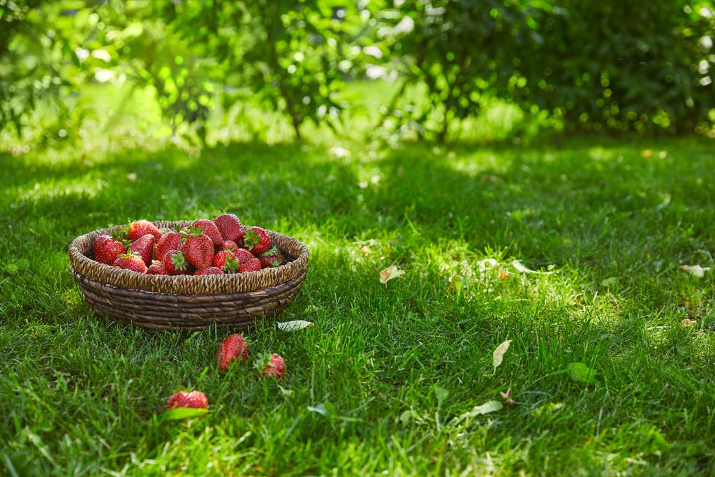 γλυκές κόκκινες φράουλες σε ψάθινο καλάθι στον καταπράσινο κήπο - Φωτογραφία, εικόνα