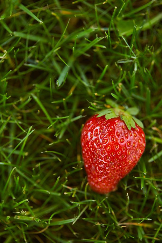 κοντινό χρώμα φρέσκο κόκκινο φράουλα σε πράσινο γρασίδι  - Φωτογραφία, εικόνα