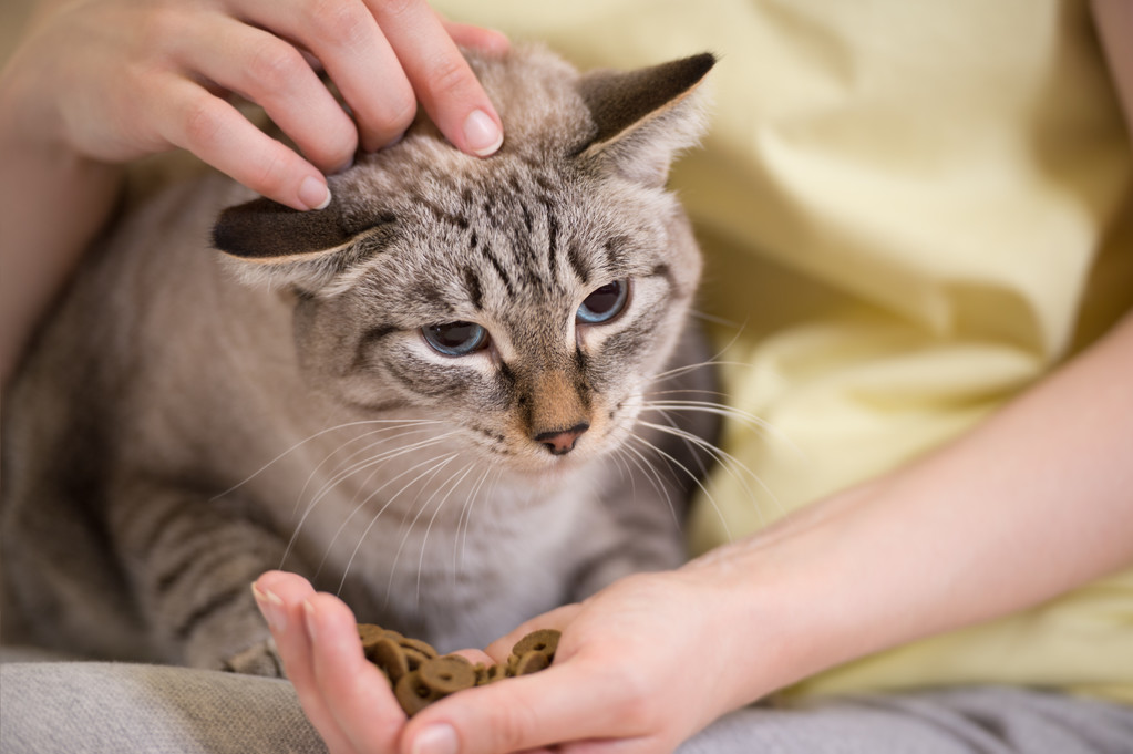 Unrecognizable woman feeding her tabby cat at home - Photo, Image