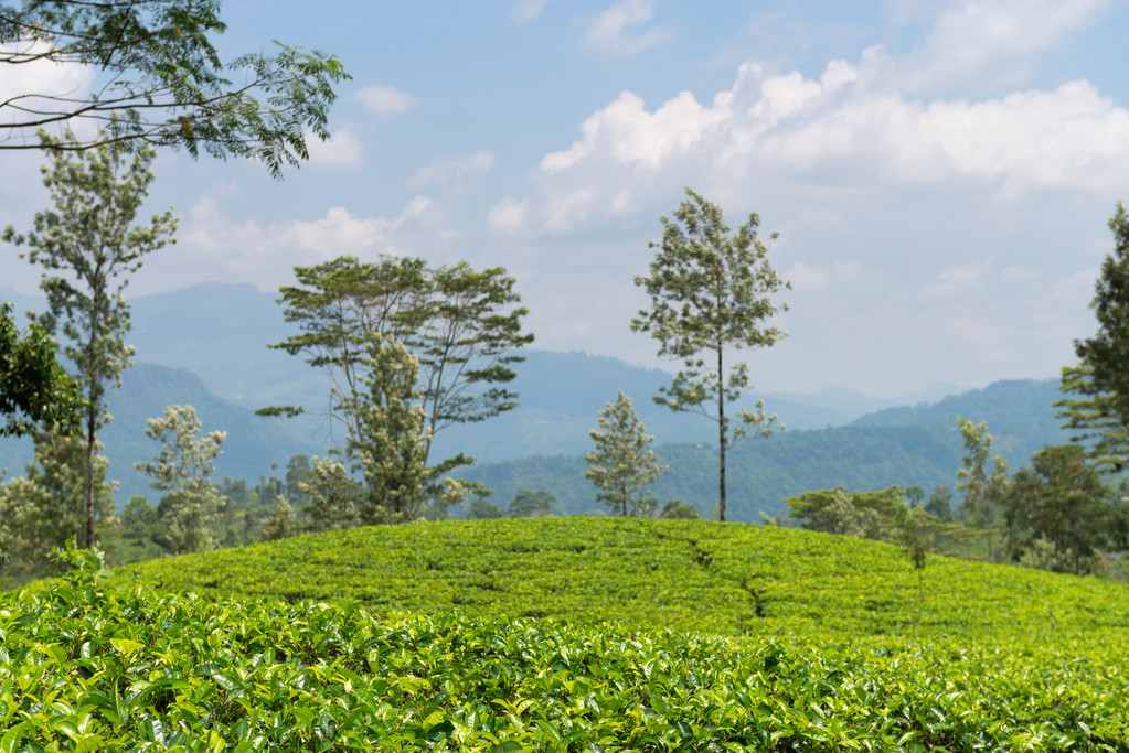 Tuore vihreä Ceylon tee plantaasi kenttä vuorilla
 - Valokuva, kuva