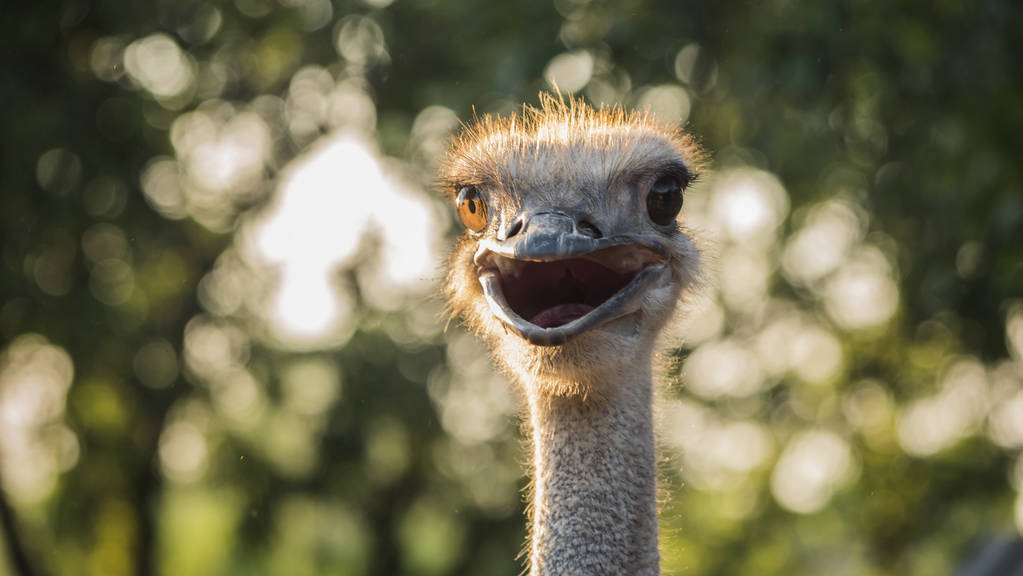 Portret van een schattige Afrikaanse struisvogel - Foto, afbeelding