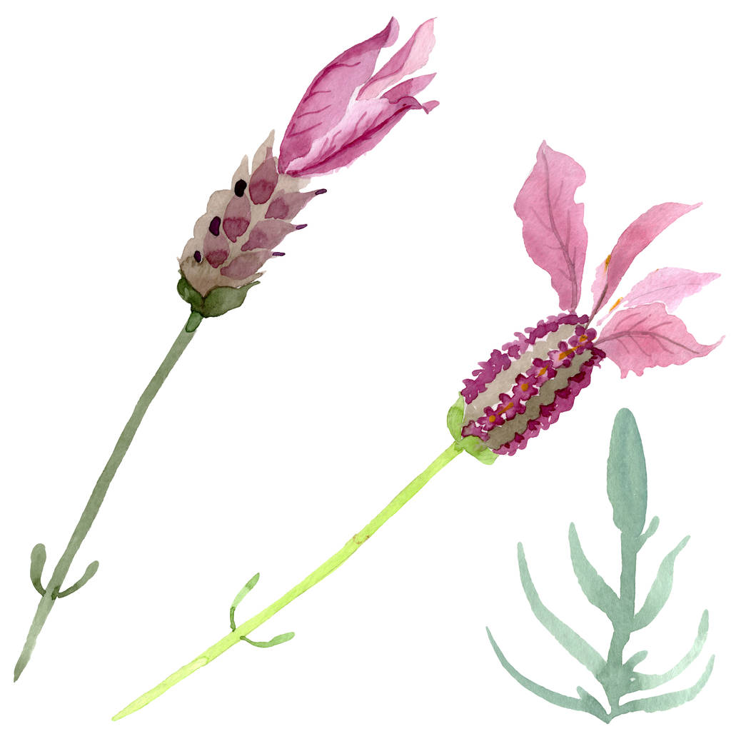 Paarse lavendel bloemen botanische bloemen. Aquarel achtergrond set. Geïsoleerde lavendel illustratie element. - Foto, afbeelding