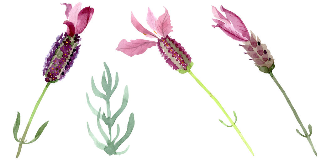 紫色のラベンダーの花の植物の花。水彩画の背景セット。絶縁ラベンダーイラスト要素. - 写真・画像
