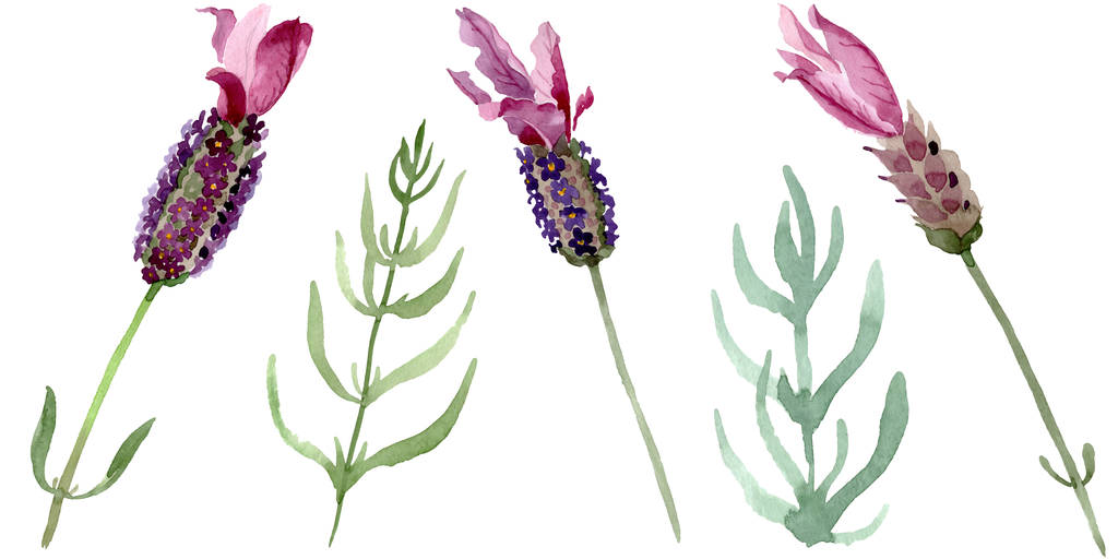 lila Lavendel blühende botanische Blumen. Aquarell Hintergrund Set vorhanden. isoliertes Lavendel-Illustrationselement. - Foto, Bild