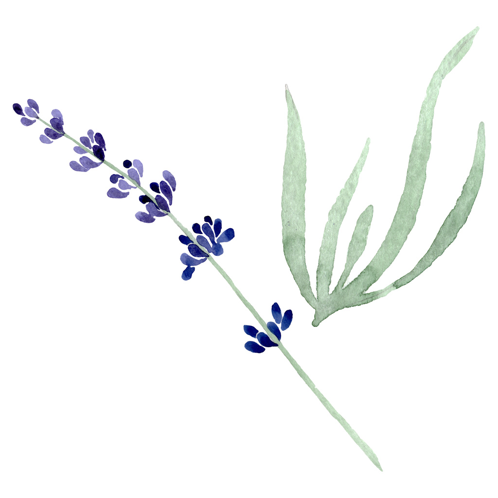 Paarse lavendel bloemen botanische bloem. Aquarel achtergrond afbeelding instellen. Geïsoleerde lavendel afbeelding element. - Foto, afbeelding