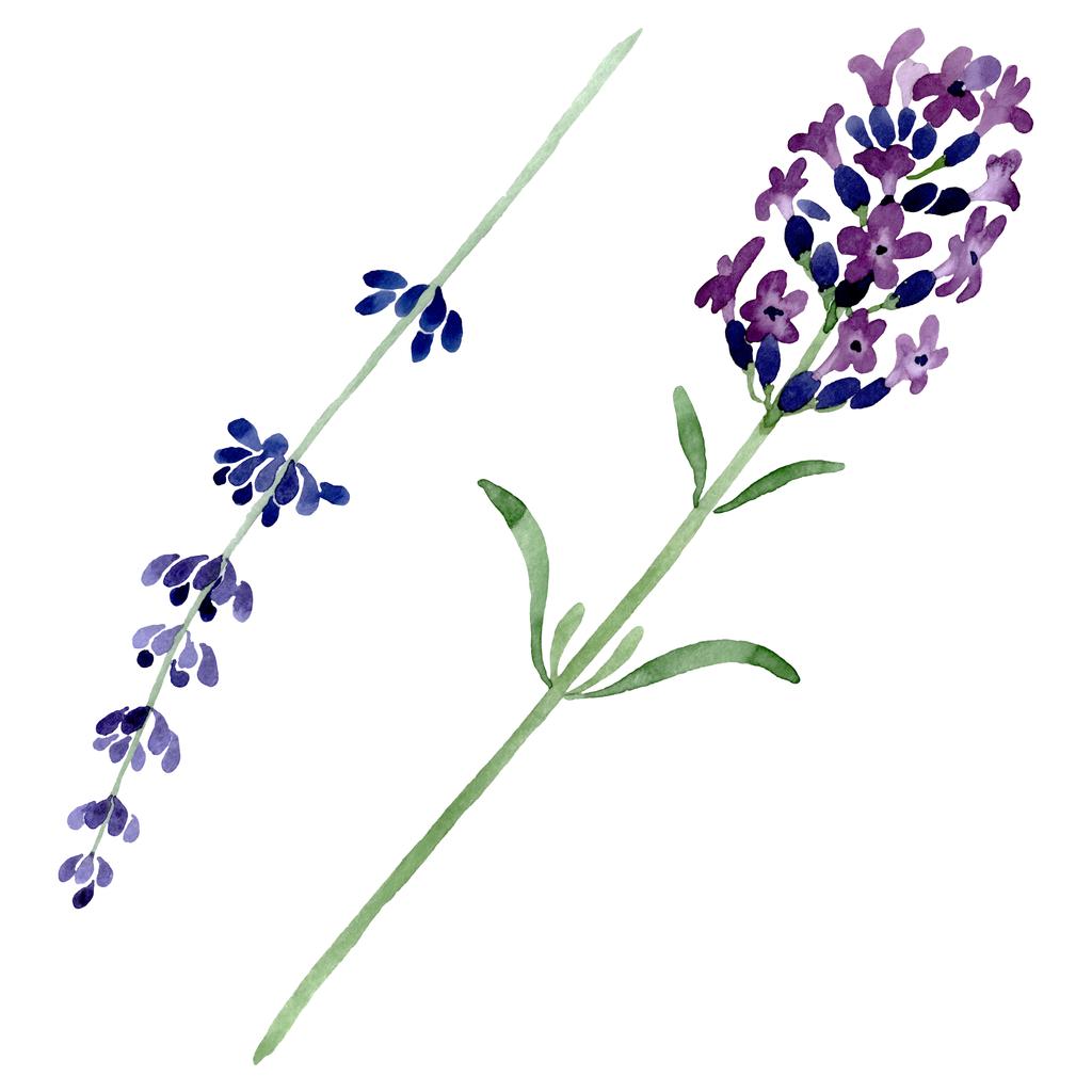 Фиолетовый цветочный ботанический цветок лаванды. Набор акварельных фонов. Изолированный элемент иллюстрации лаванды
. - Фото, изображение