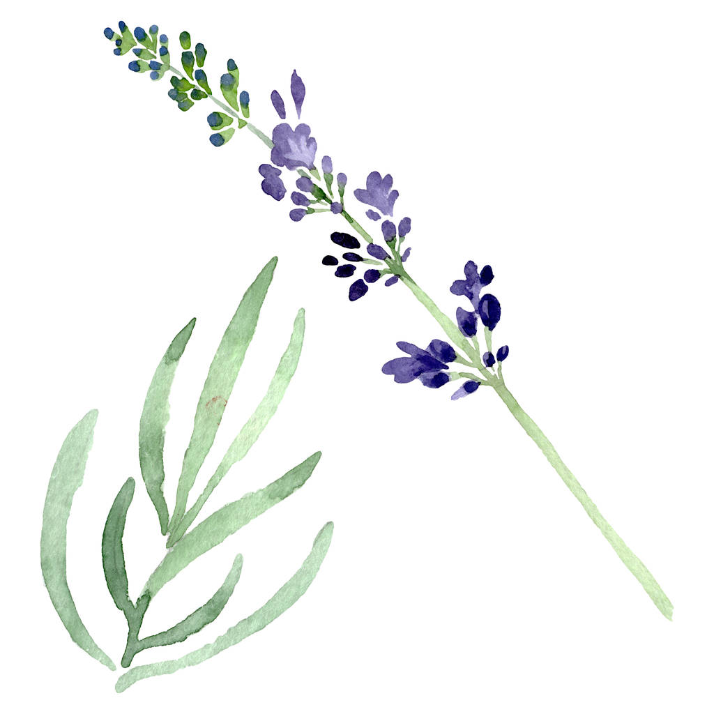 Violetti laventeli kukka kasvitieteellinen kukka. Vesiväri tausta kuvitussarja. Eristetty laventelin kuvituselementti
. - Valokuva, kuva