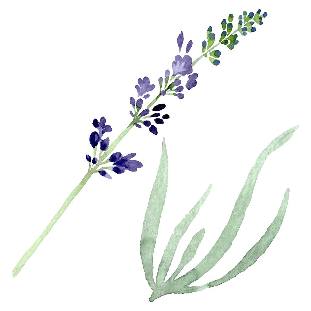 バイオレット ラベンダー花植物の花。水彩画背景イラスト セット。孤立したラベンダーの図要素. - 写真・画像