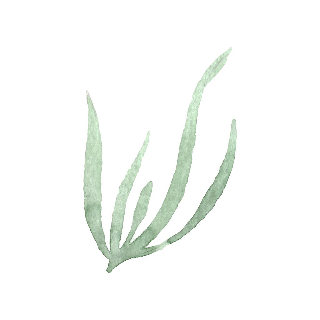 grüne Lavendelblätter blumige botanische Blume. Aquarell Hintergrund Set vorhanden. isoliertes Lavendel-Illustrationselement. - Foto, Bild
