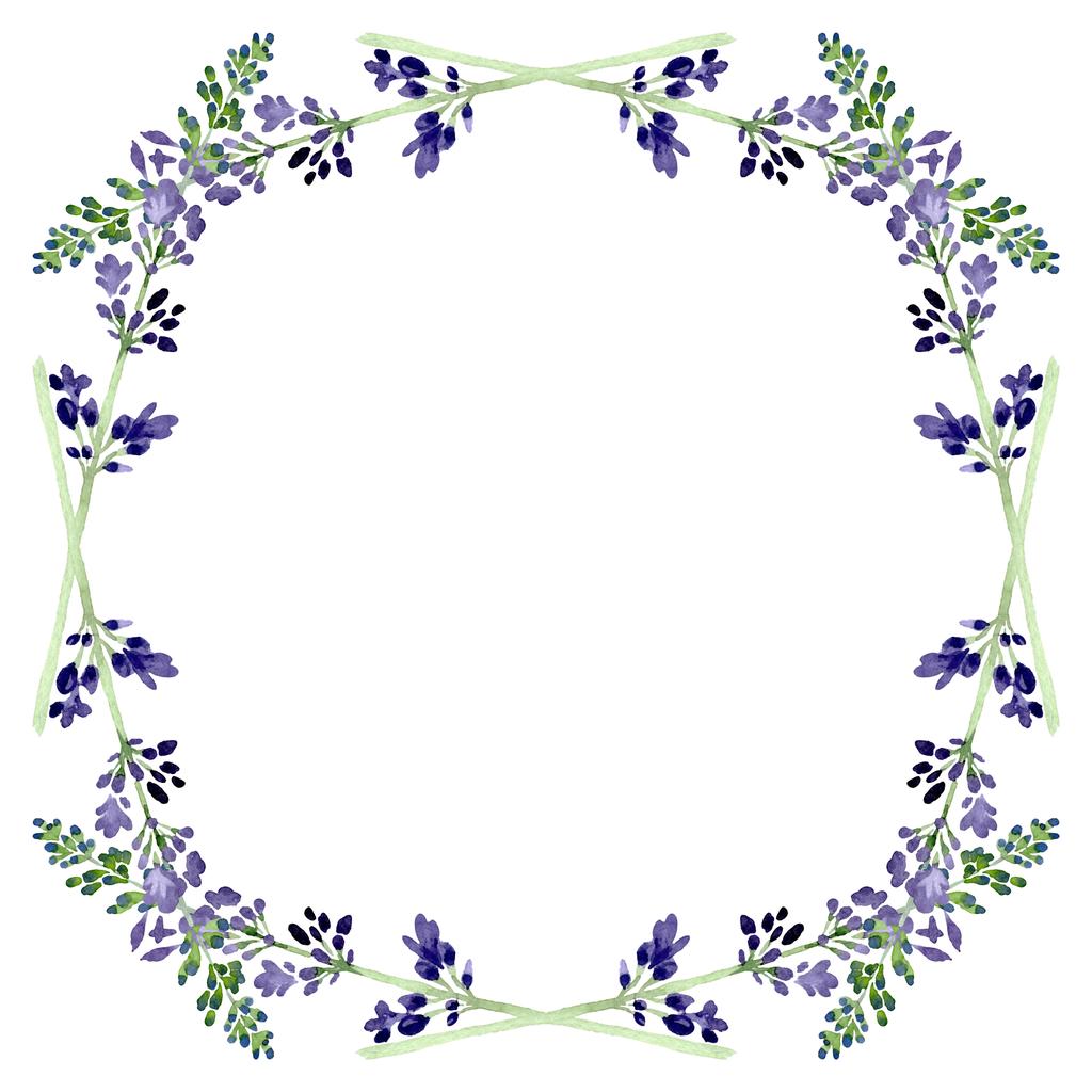 Βιολετί Λεβάντα λουλουδιών βοτανικό λουλούδι. Σύνολο εικονογράφησης φόντου. Κορνίζα περίγραμμα στολίδι τετράγωνο. - Φωτογραφία, εικόνα