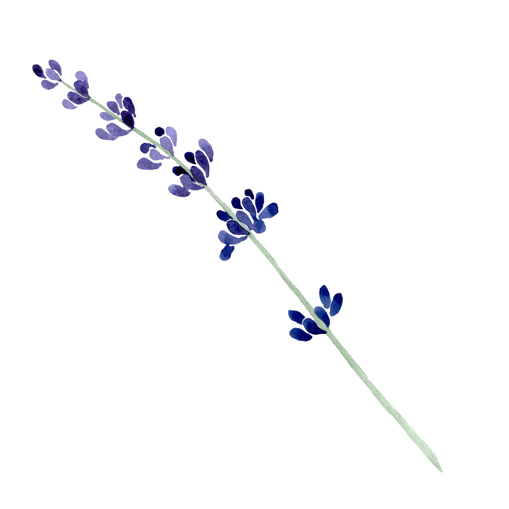 Фиолетовый цветочный ботанический цветок лаванды. Набор акварельных фонов. Изолированный элемент иллюстрации лаванды
. - Фото, изображение