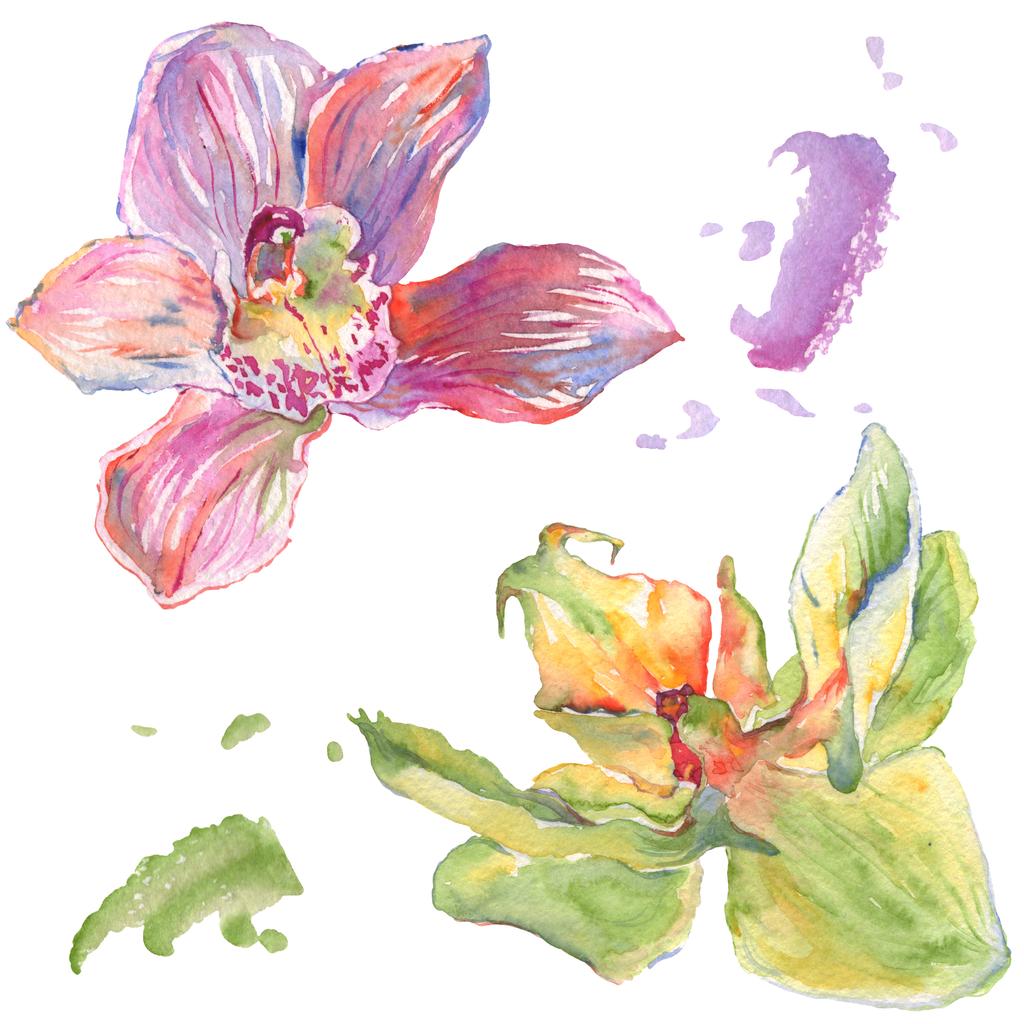 Orchidea virág botanikai virágok. Akvarell háttér illusztráció meg. Izolált orchideák illusztrációs elem. - Fotó, kép