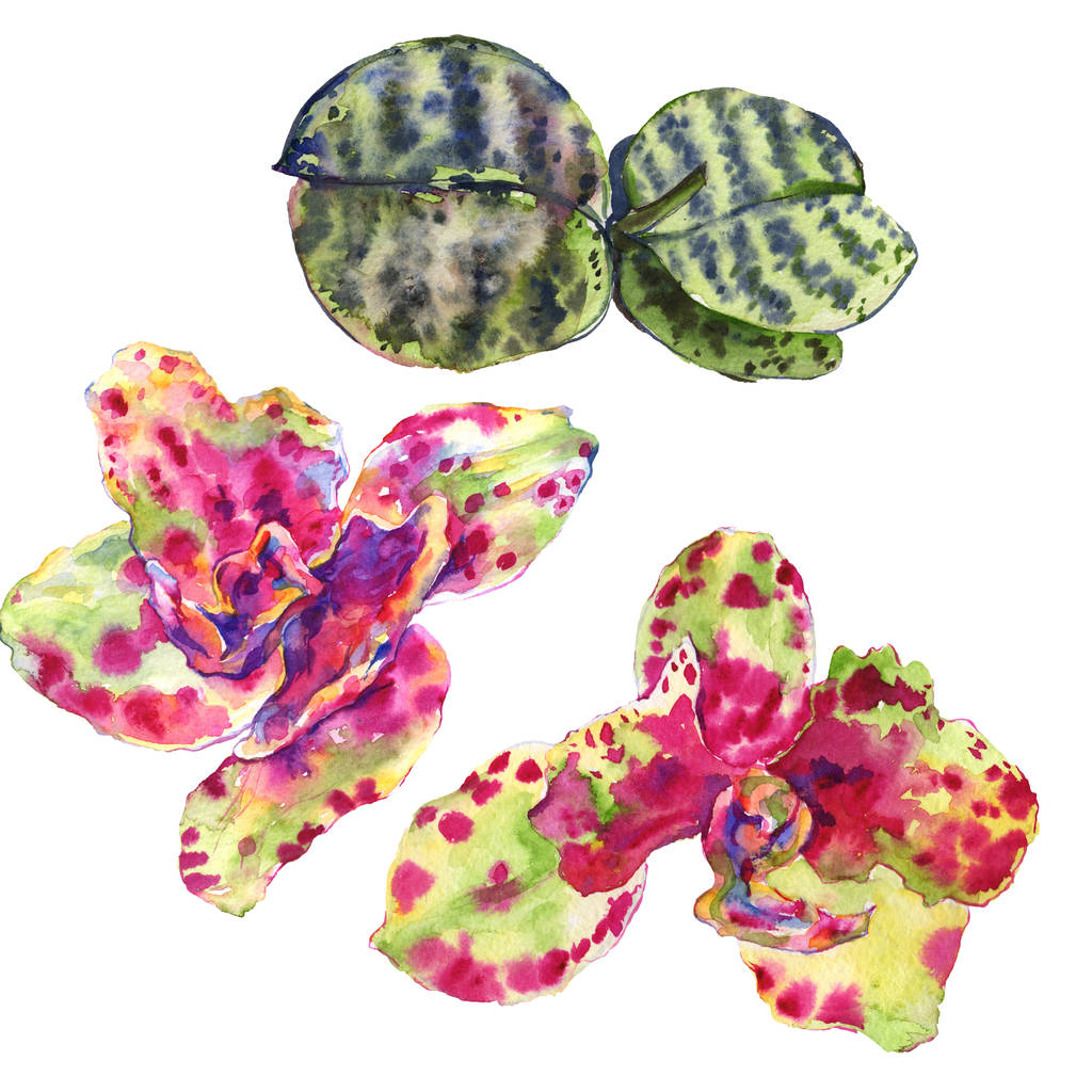 Flor botânica floral orquídea. Conjunto de ilustração de fundo aquarela. Elemento de ilustração isolado das orquídeas
. - Foto, Imagem