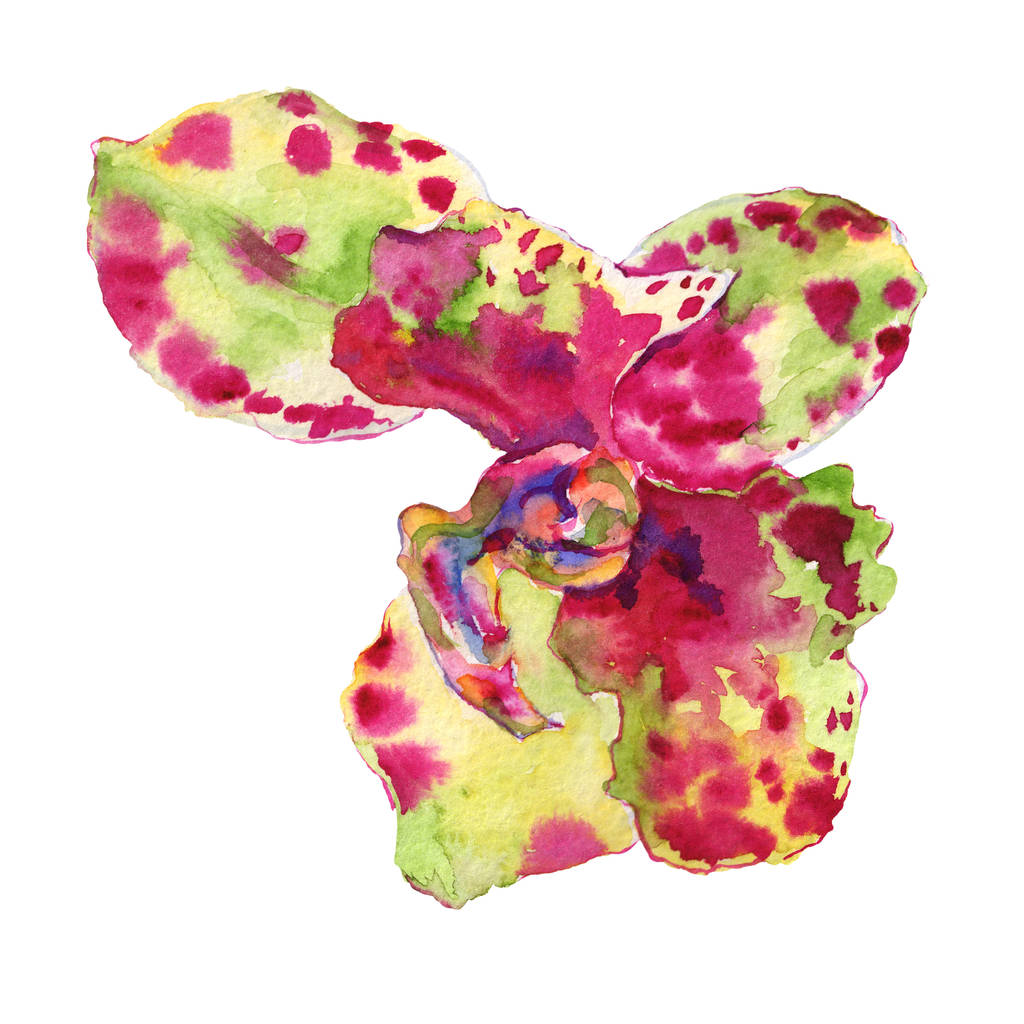Flor botânica floral orquídea. Conjunto de ilustração de fundo aquarela. Elemento de ilustração isolado das orquídeas
. - Foto, Imagem