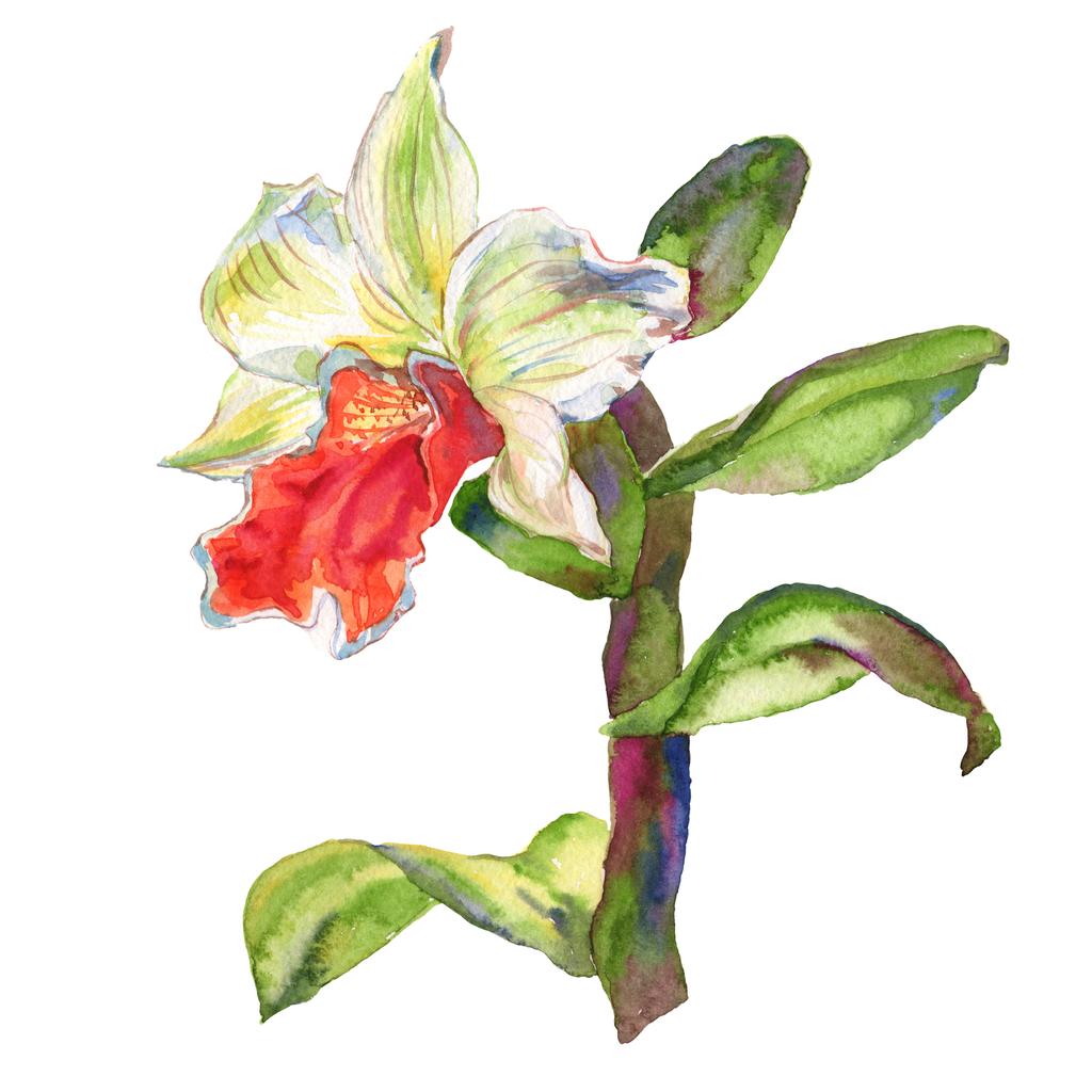Ορχιδέα λουλουδάτο βοτανικό λουλούδι. Σύνολο εικονογράφησης φόντου. Μεμονωμένο στοιχείο απεικόνισης ορχιδέες. - Φωτογραφία, εικόνα