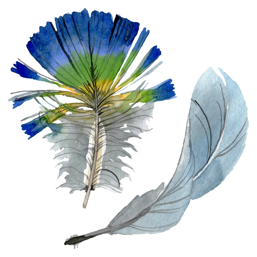 Pluma de pájaro de ala aislada. Conjunto de ilustración de fondo acuarela. Elemento ilustrativo plumas aisladas
. - Foto, imagen