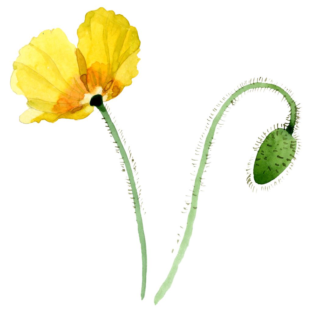 Sárga pipacs virágos botanikai virágok. Akvarell háttér illusztráció meg. Az elszigetelt Pipacsok illusztrációs elem. - Fotó, kép